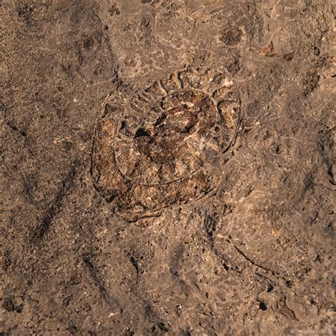 fossili porta di prada|porta di prada moncodeno.